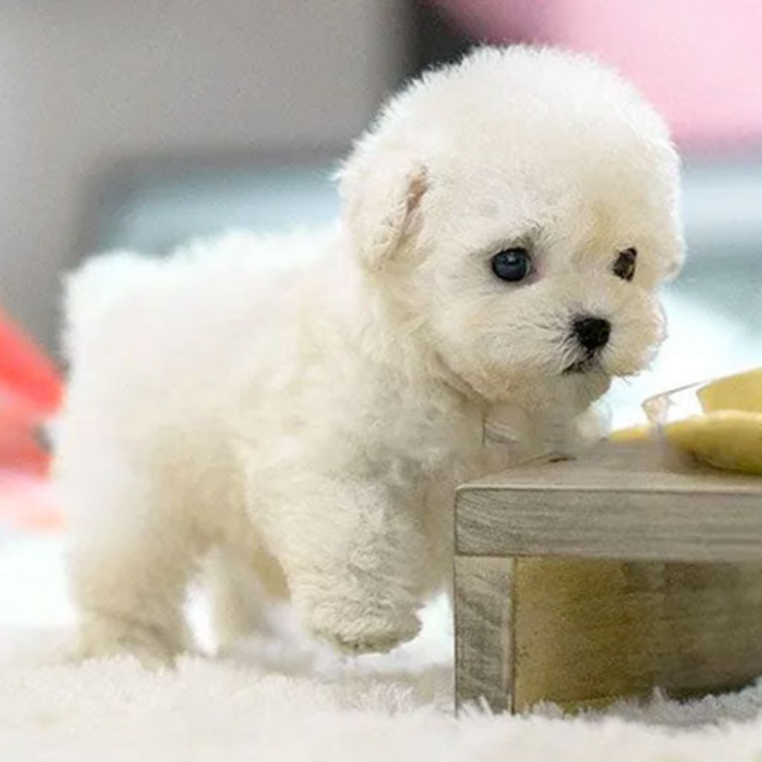 Emeja | Robot Puppy Speelgoed | Loopt, Blaft en Reageert
