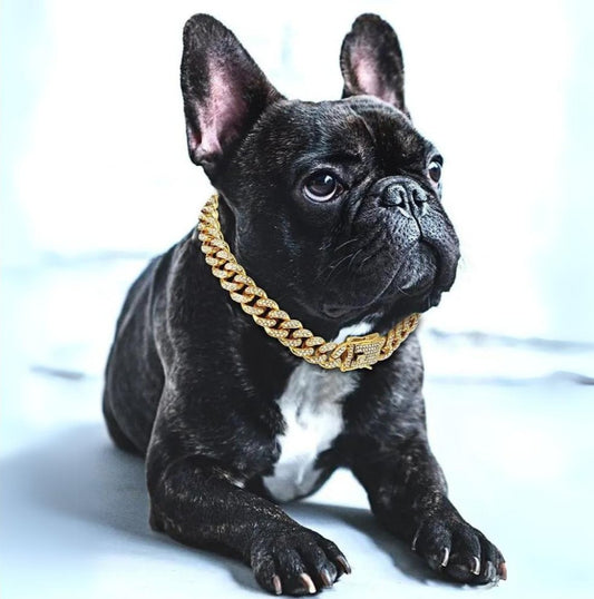 BlingPaws • Honden Gouden Ketting Halsband
