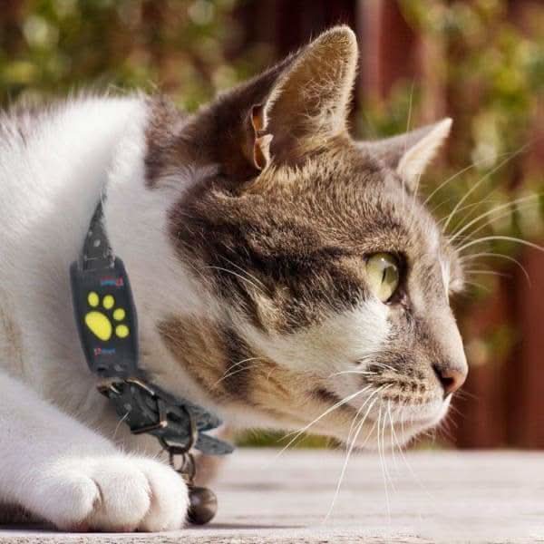 CAT GPS Tracker – Real-time Tracking Zonder Abonnement
