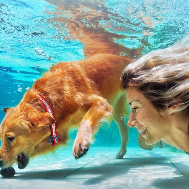 Hondentrainingsband met 1000m Bereik, 3 Modi, Oplaadbaar en IP67 Waterdicht voor Honden