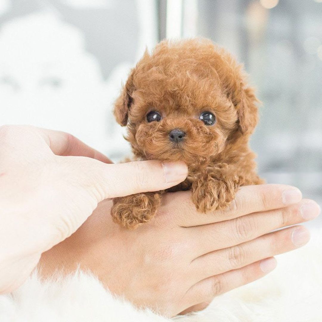 Interactief Puppy Speelgoed met Levensechte Beweging