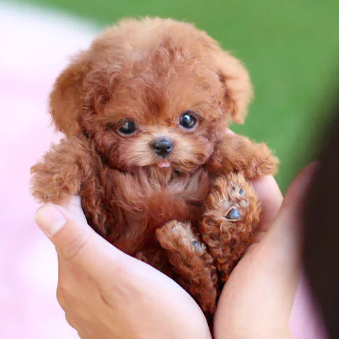 Interactief Puppy Speelgoed met Levensechte Beweging
