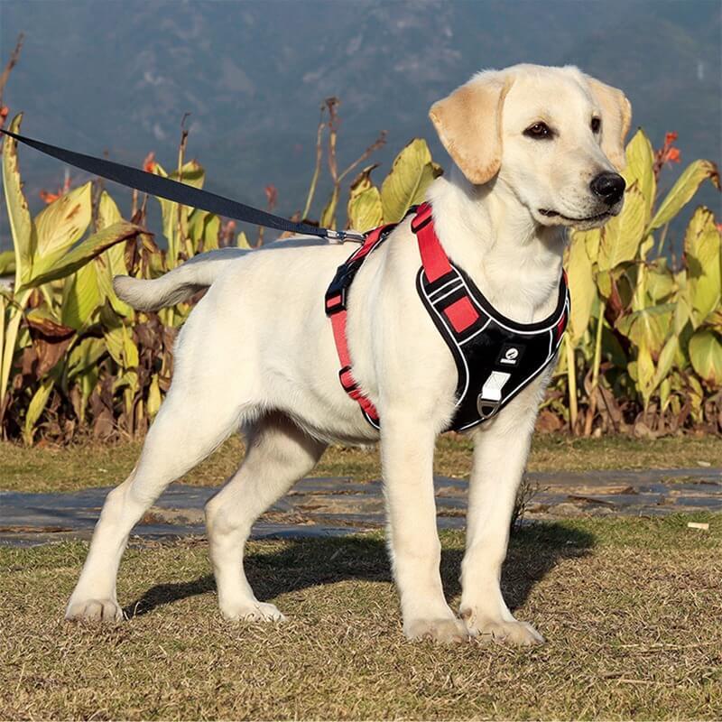PawsControl - De Ultieme Hondentuig zonder Trekken