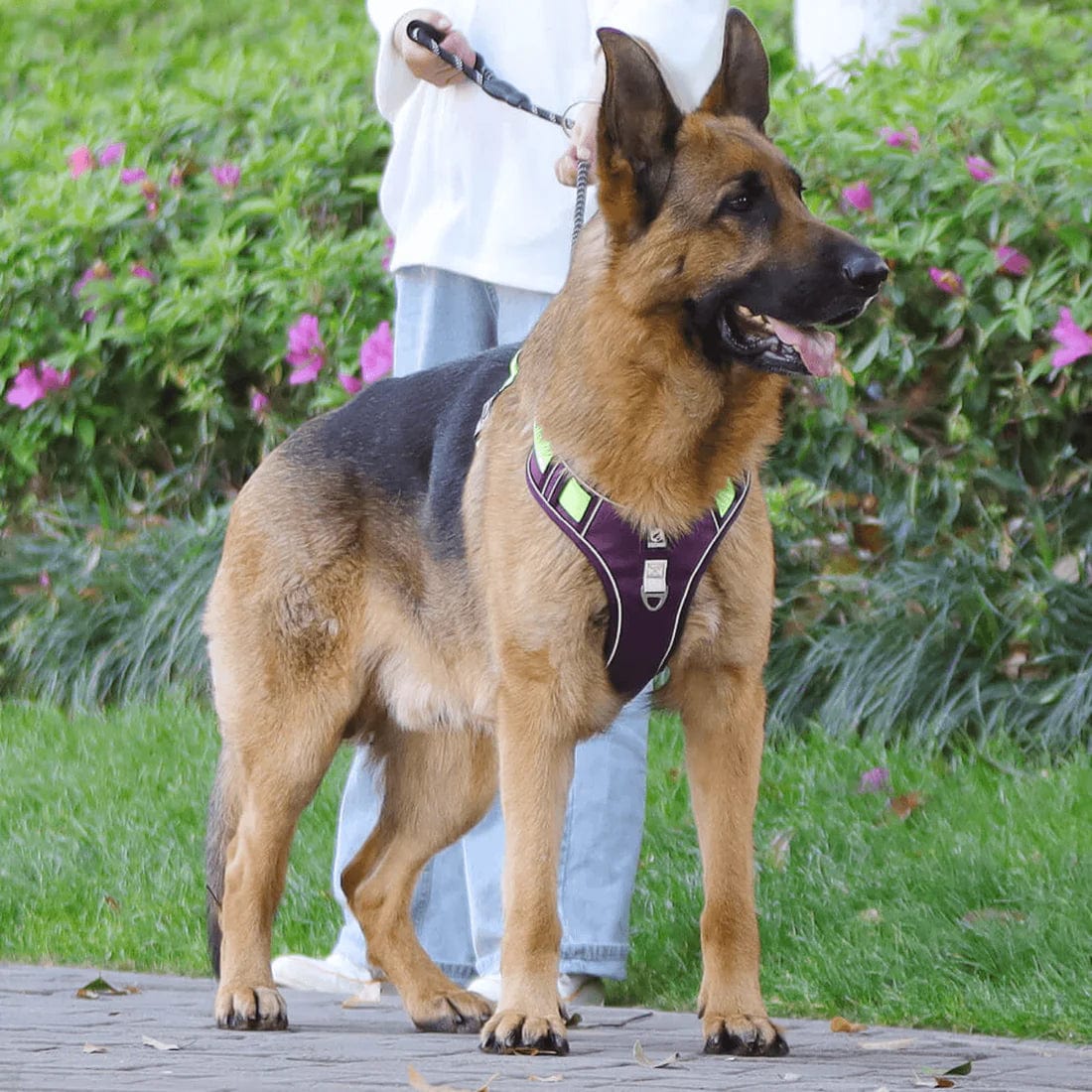 PawsControl - De Ultieme Hondentuig zonder Trekken