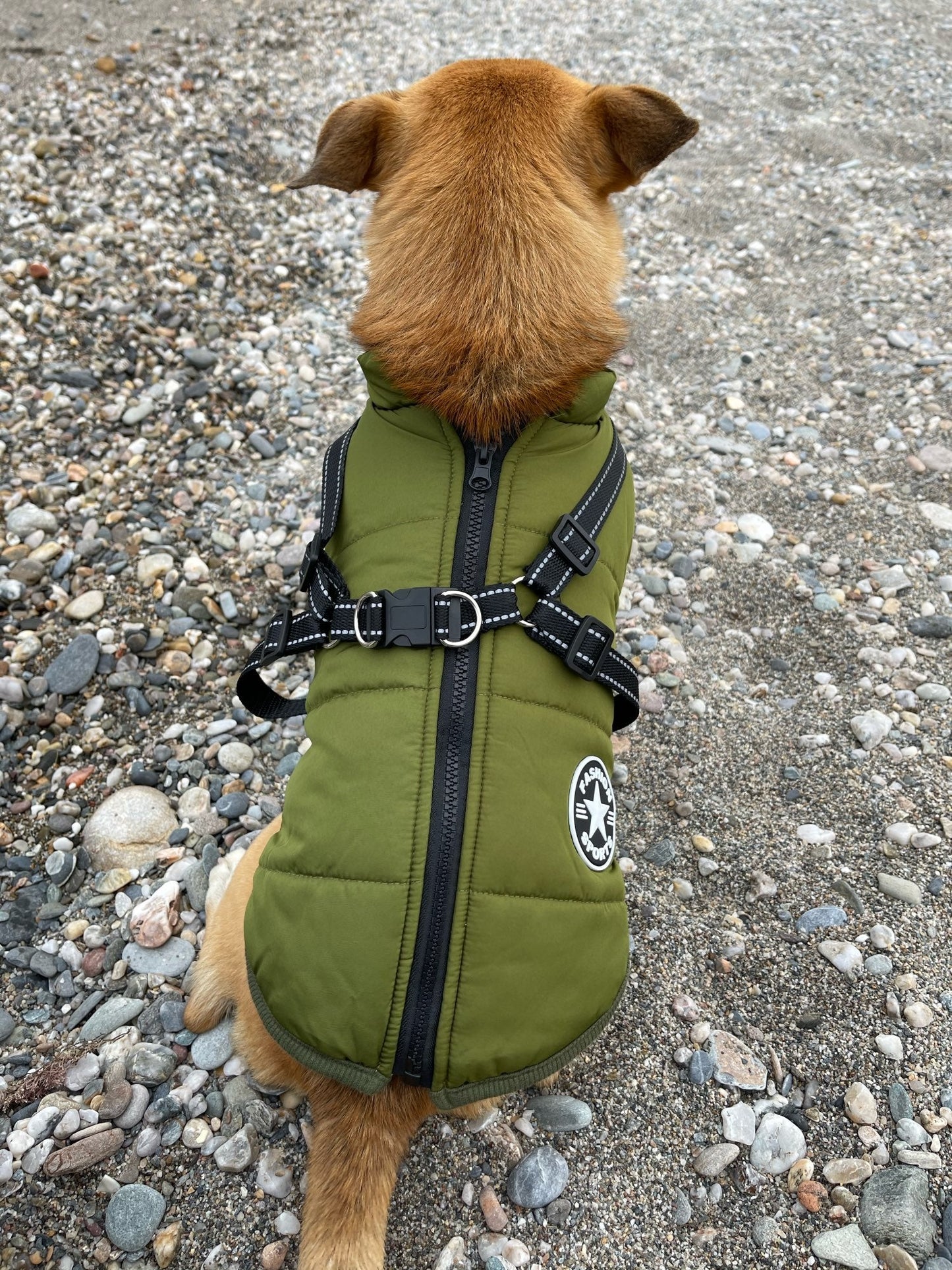 PawShield™ – De 3-in-1 Hondenjas