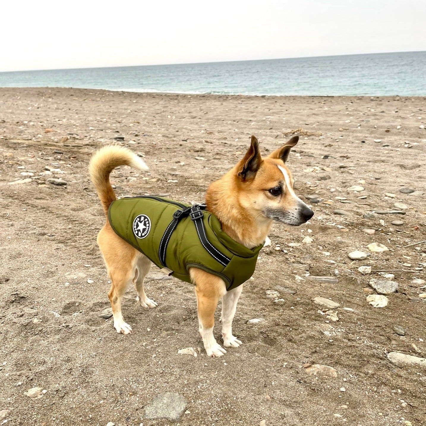 PawShield™ – De 3-in-1 Hondenjas